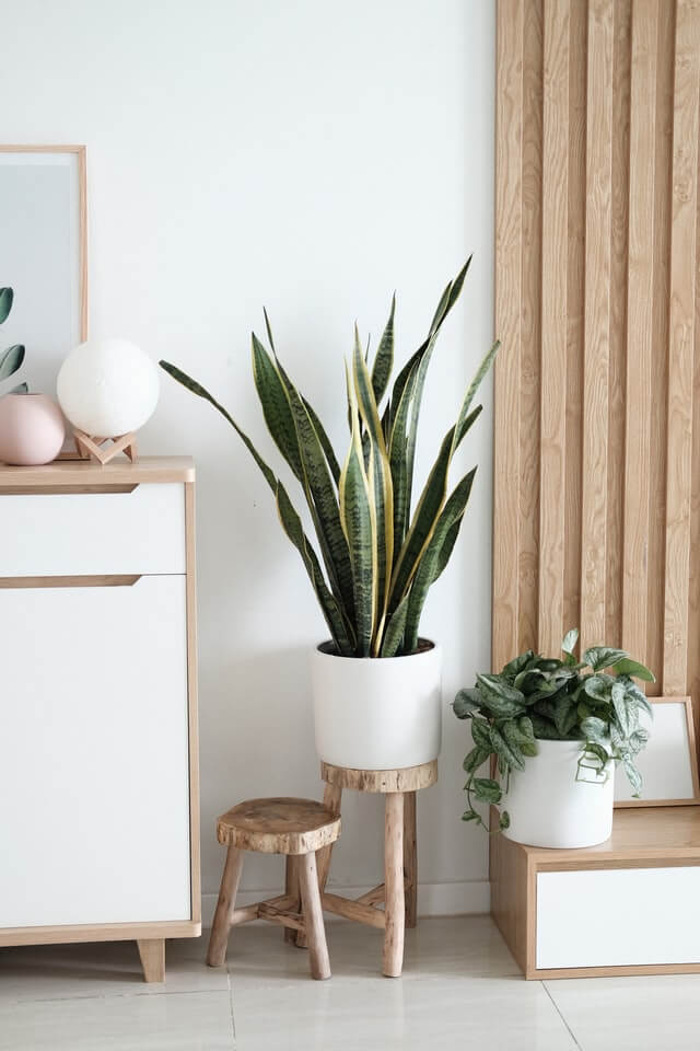 plants shop product gallery img 8
